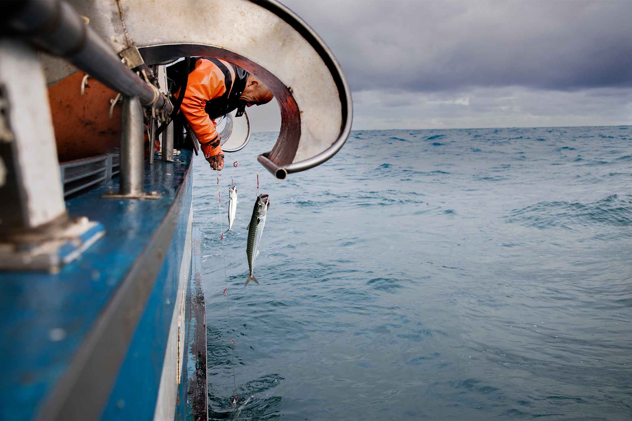 A worker leans over the side of a mackerel fishing boat and checks lines pulling up Atlantic mackerel
